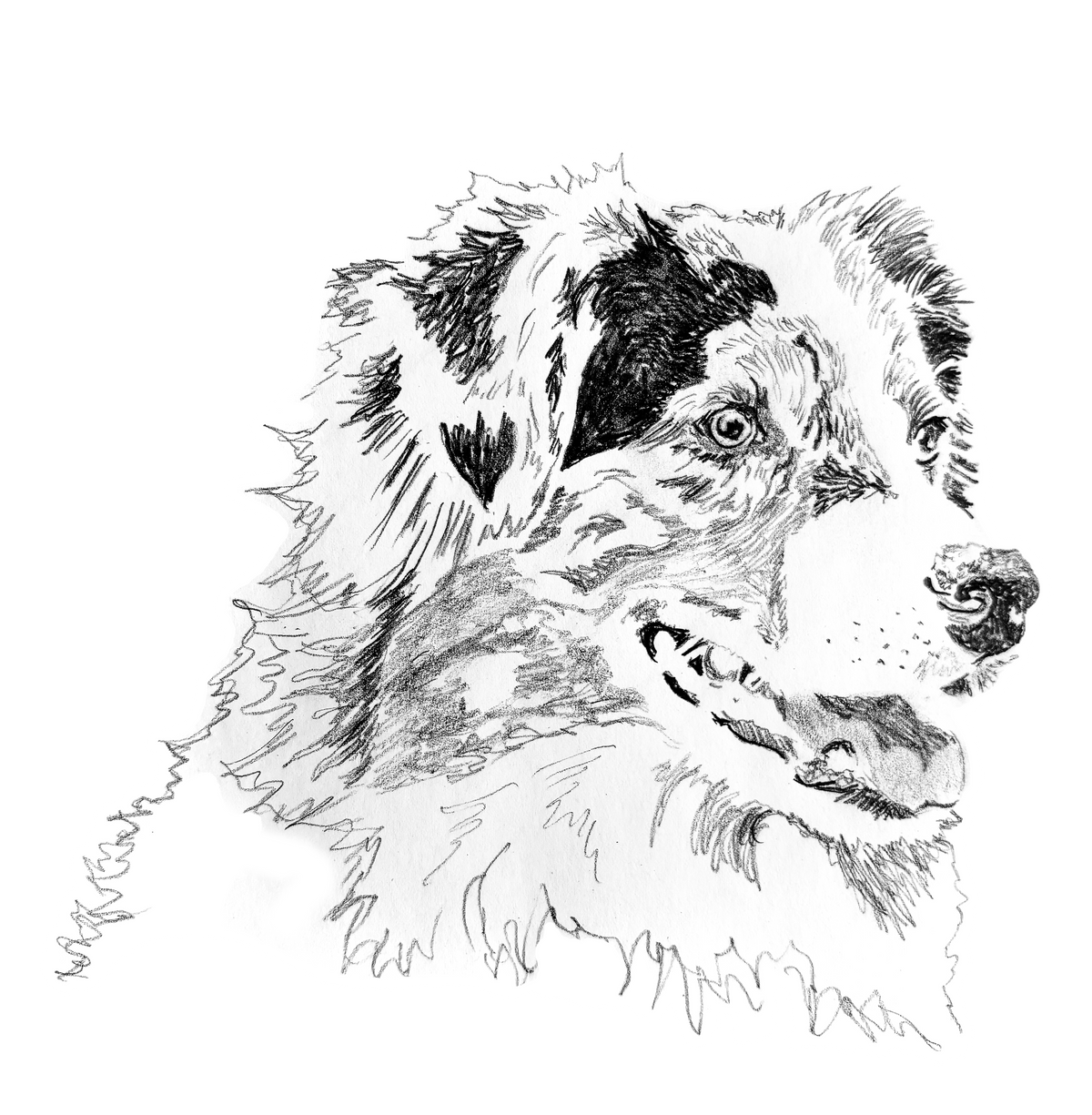 Australian Shepherd