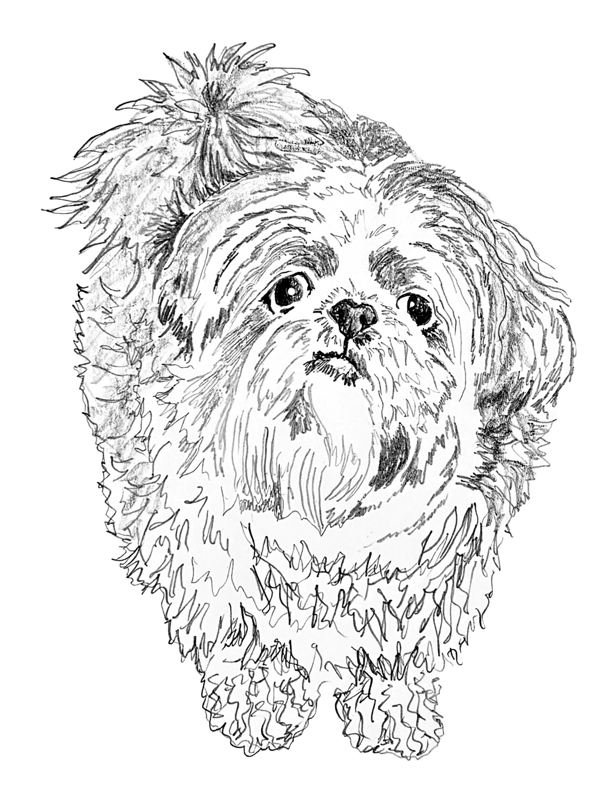 Shih Tzu