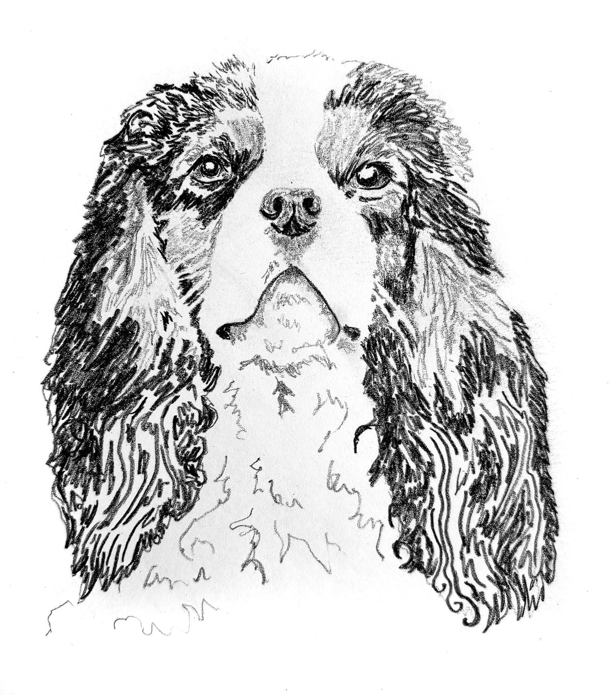 Cavalier King Charles Spaniel
