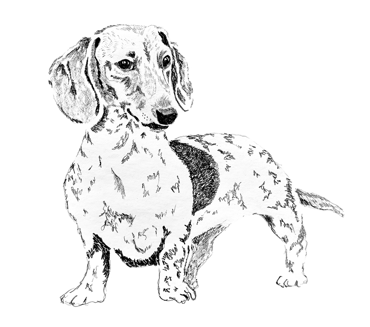 Dachshund