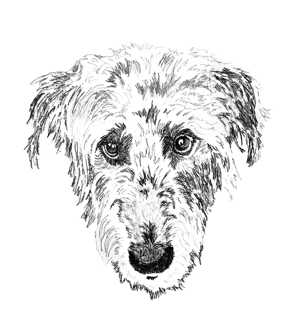 Irish Wolfhound