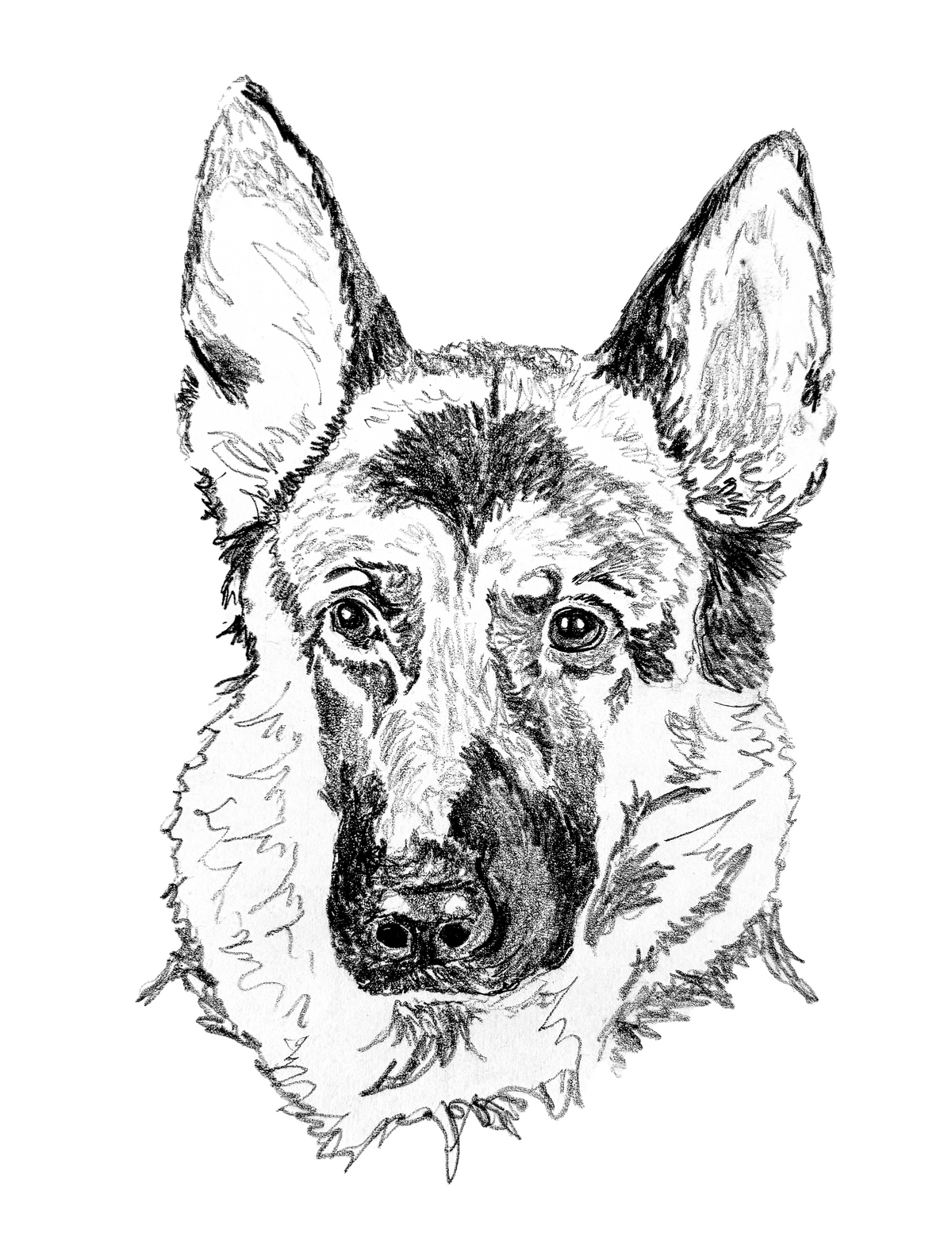 German Shepherd