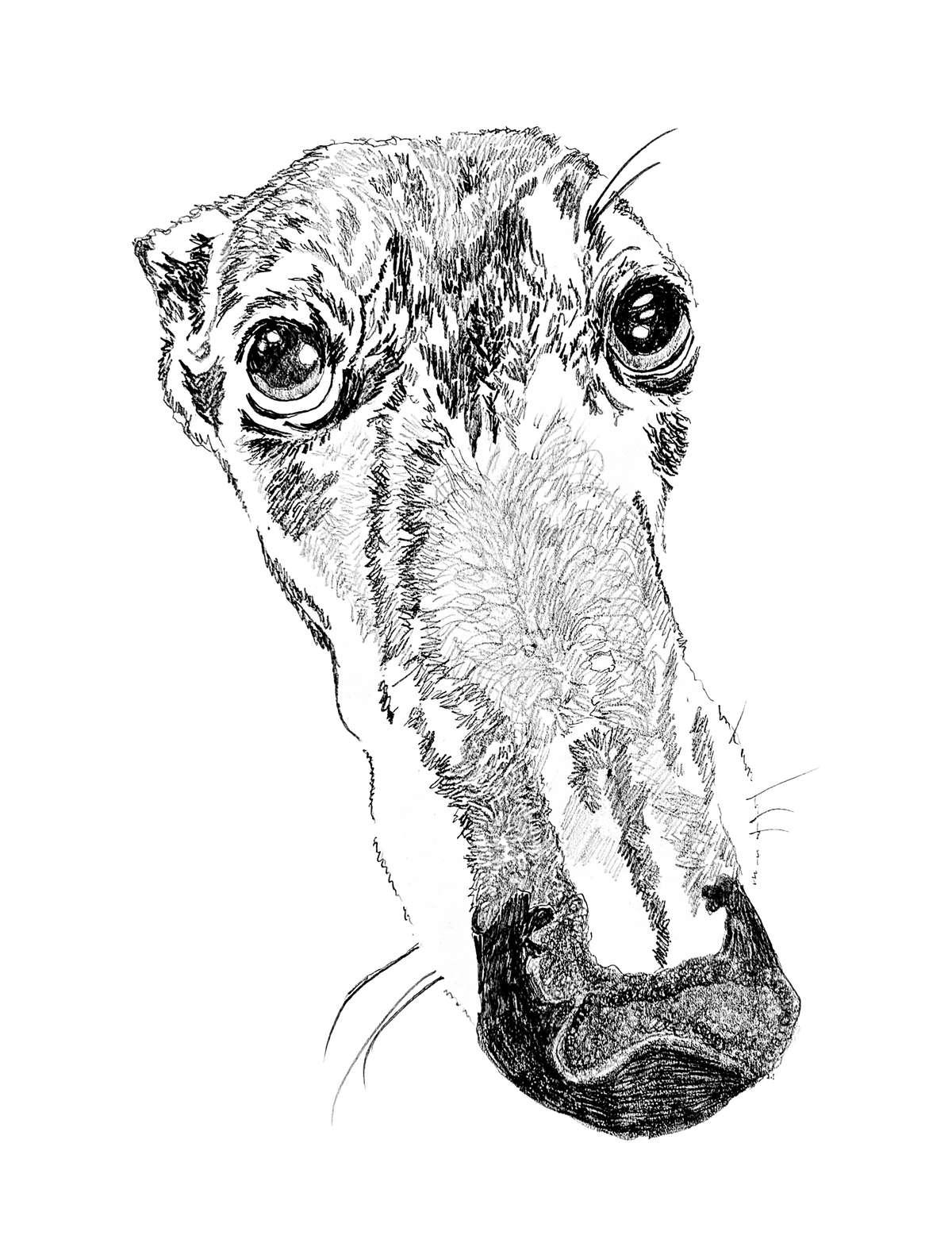 Greyhound