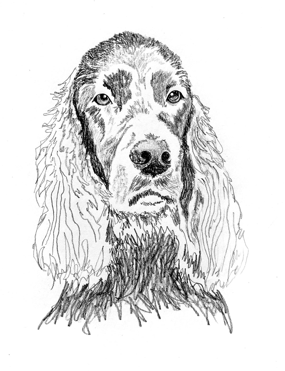 Irish Setter