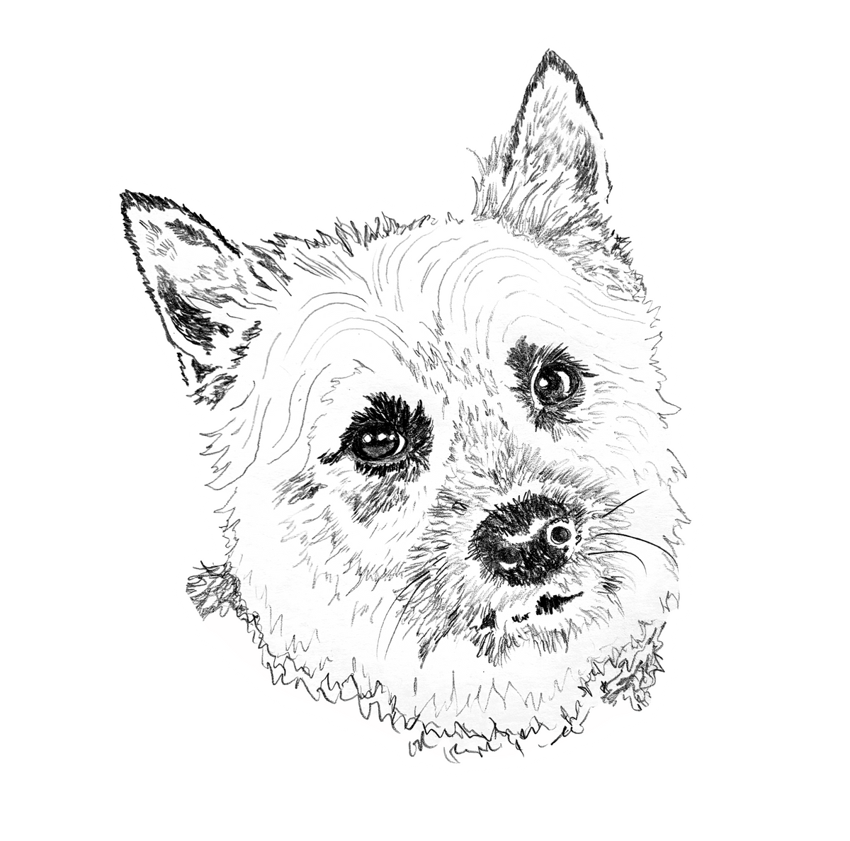 Cairn Terrier