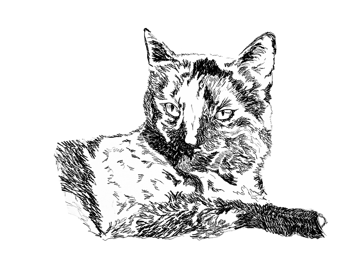 Cats!