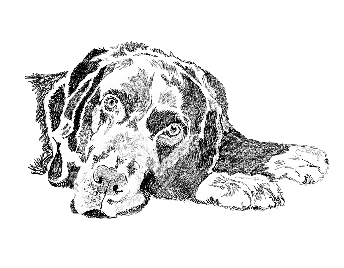 Labrador Retriever