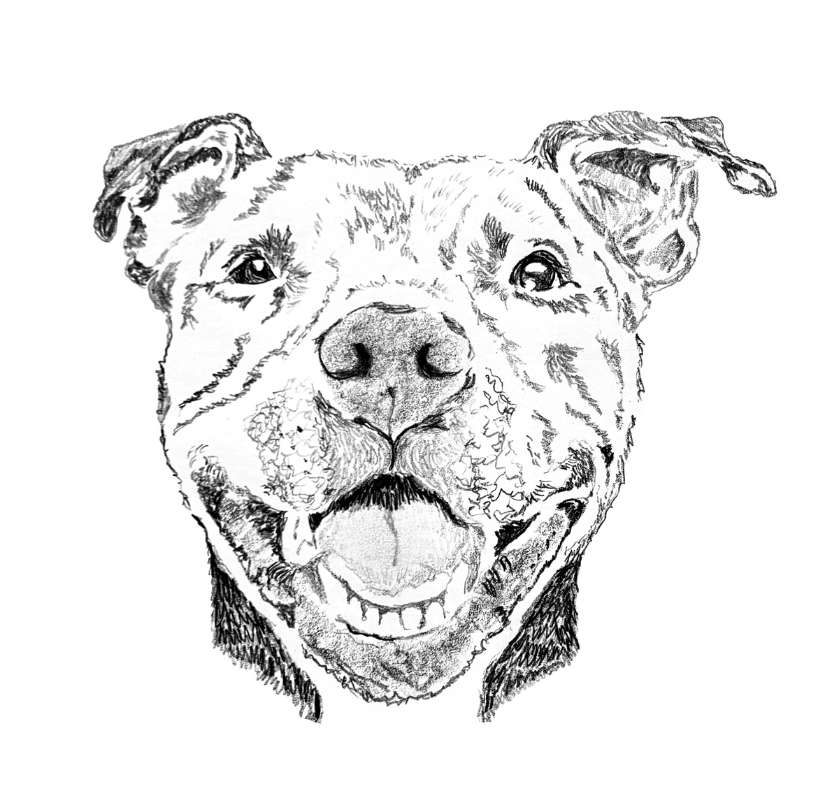Pit Bull