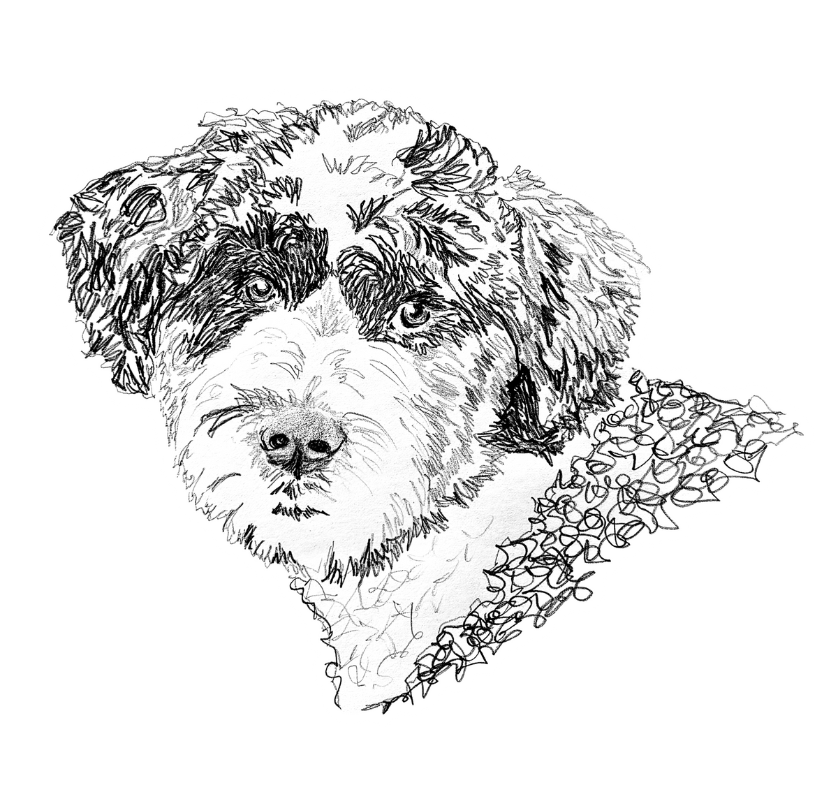 Portuguese Water Dog