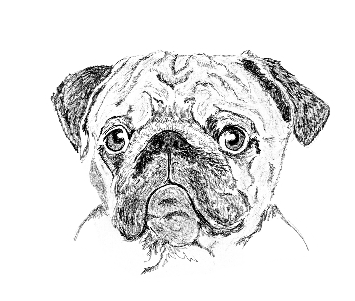 Pug