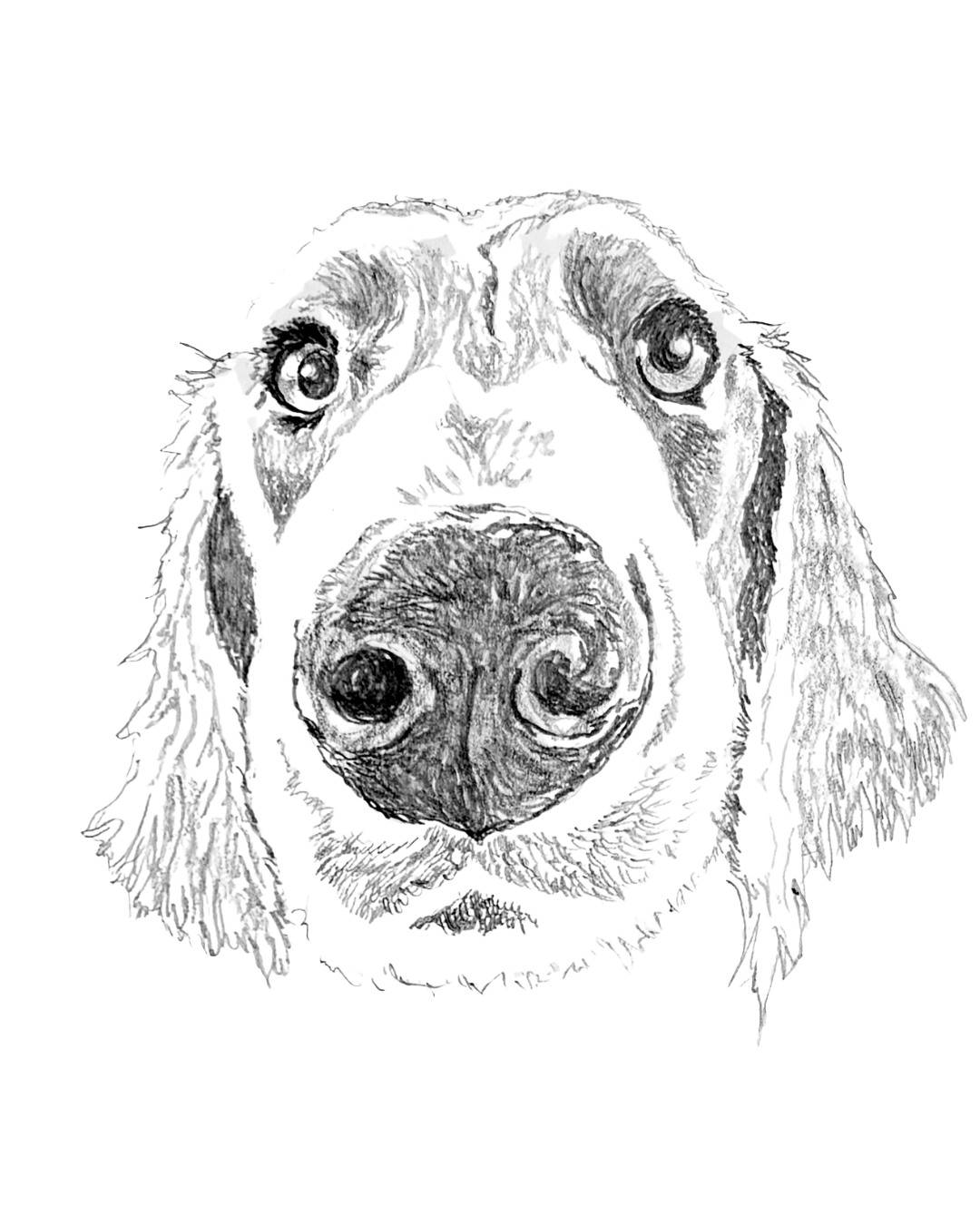 Weimaraner