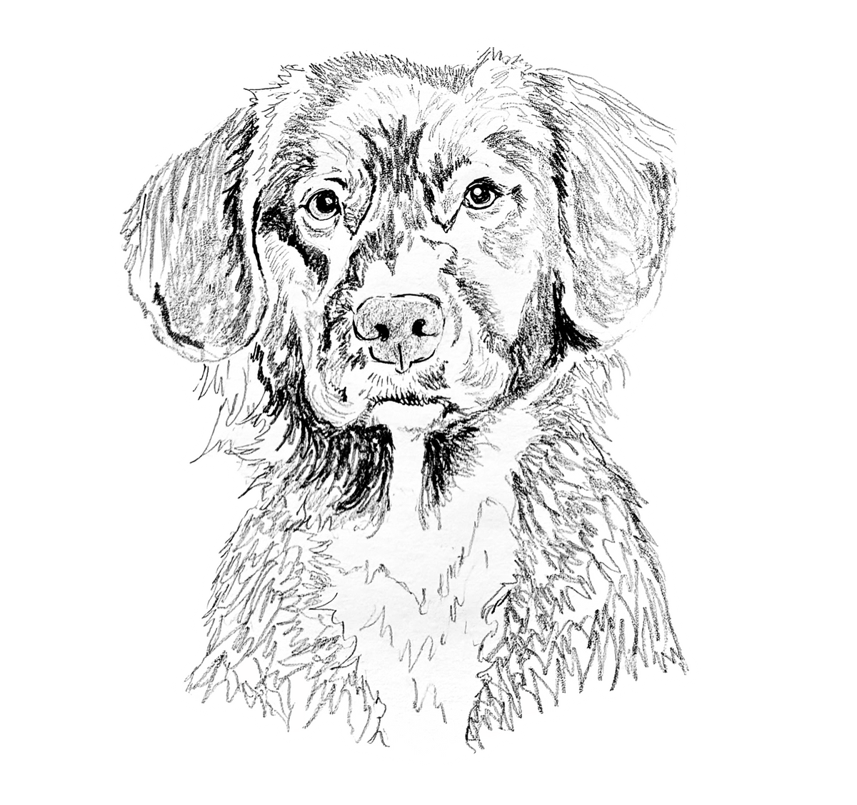 Duck Tolling Retriever