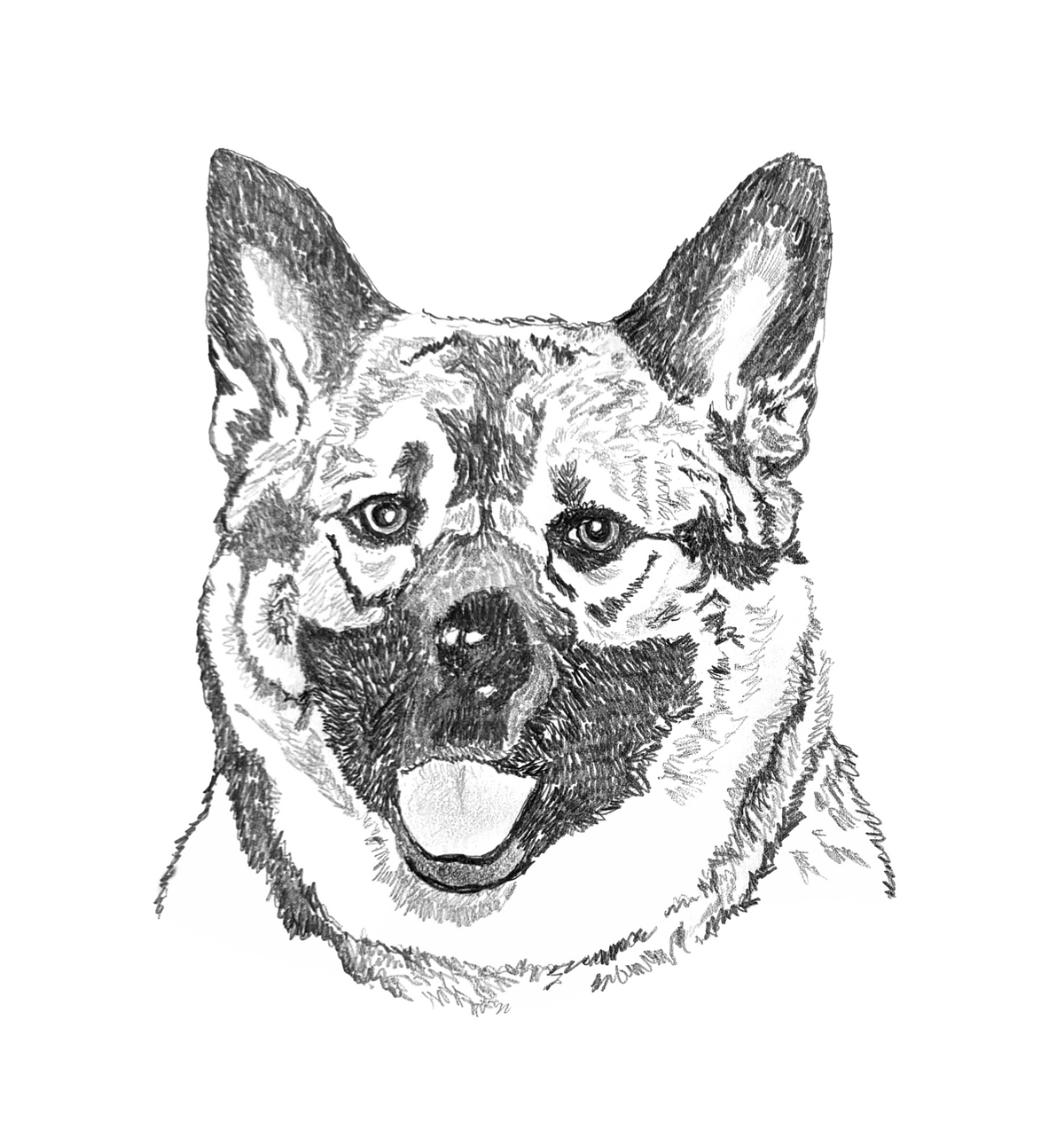 Norwegian Elkhound
