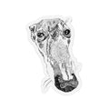 Greyhound Magnet
