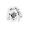 RocketBear, Long Haired Weimaraner Magnet