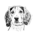 Custom Portrait - Beagle