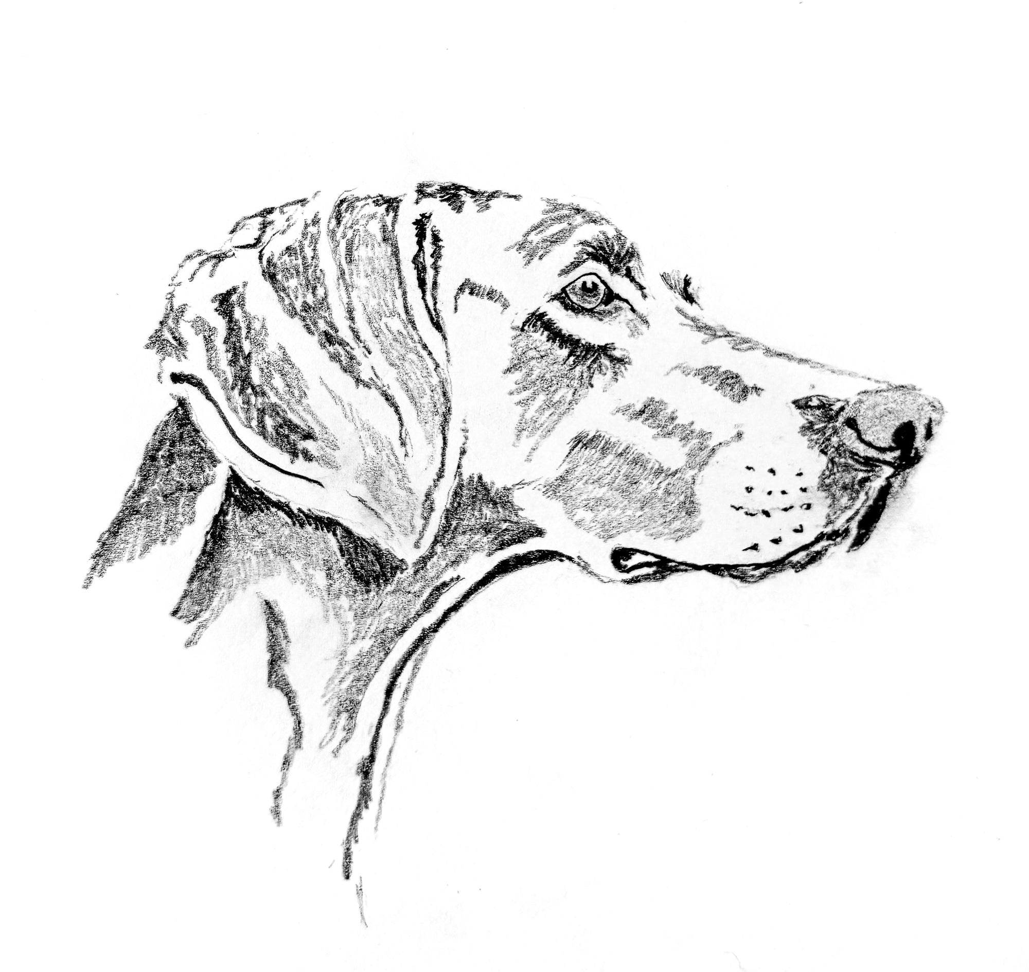 Custom Portrait - Weimaraner