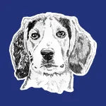 Custom Portrait - Beagle