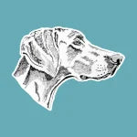 Custom Portrait - Weimaraner